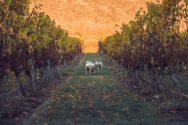 Sheep Grazing in the vineyard