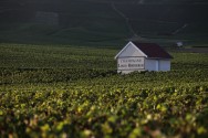 Vineyard in Vaularon
