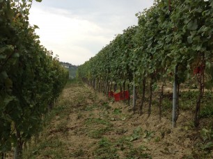 Chardonnay harvest begins in Pio Cesare vineyards