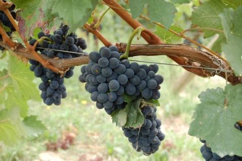 Nebbiolo’s Tannins ‘no longer the enemy’