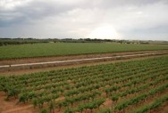 The vineyards - panoramic view
