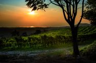La Groletta vineyard