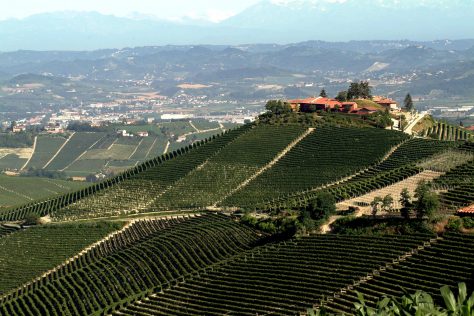Pio Cesare Barolo and Barbaresco 2022 Vintage Report: A precocious and resilient year