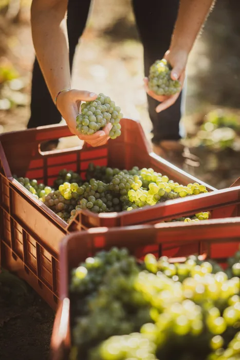 Attems Harvest
