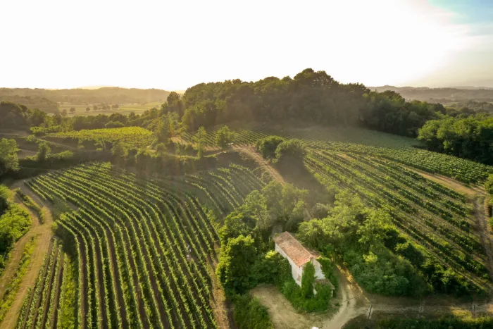 Attems Vineyard