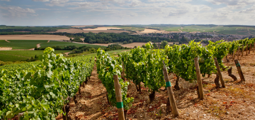 Billaud Simon_vineyard