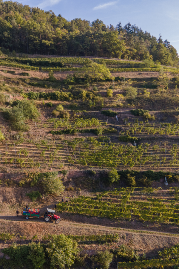 Schlumberger_vineyard_600 X 900px
