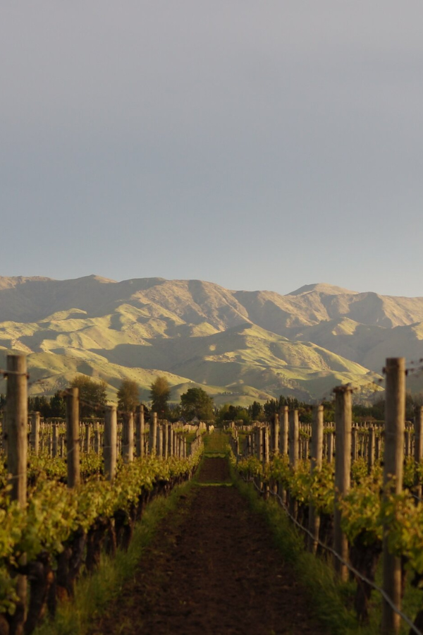 MMD_mahi_vineyard_600 X 900px