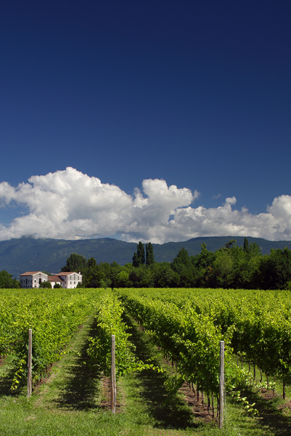 MMD_Villa Marcello__vineyard_peole_place