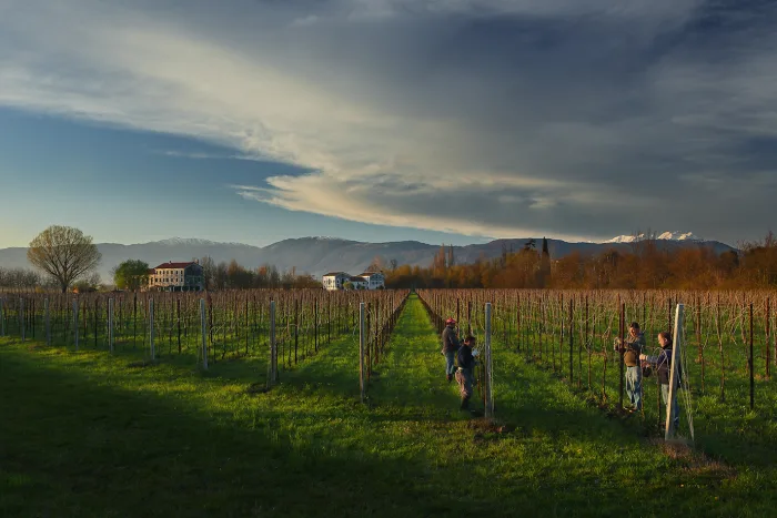 Villa Marcello vineyard