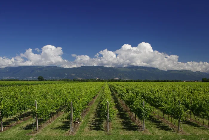 Villa Marcello vineyard